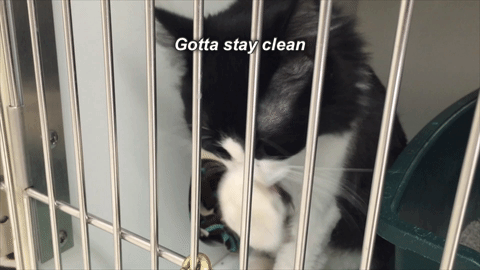 cat cleaning