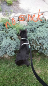 Gus hunting in bush