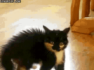 scared cat gif