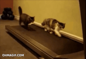 cats on treadmill