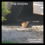 Chip Amunko