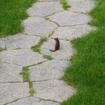 chipmunk on pathway through yard