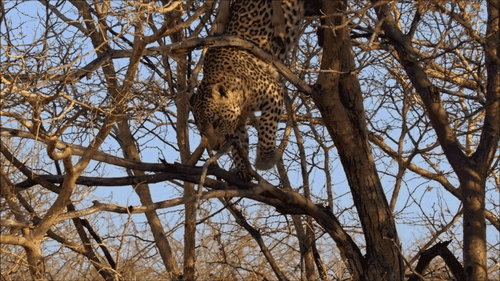 Leopard falling out of tree