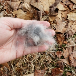 fur hair clump in a hand over the ground