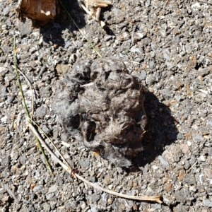 mysterious hair ball in driveway