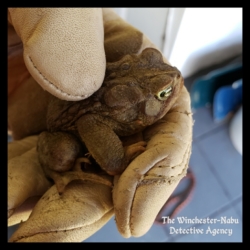 close up toad