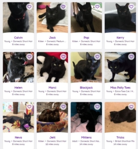 screen shot of black cat adoption listings