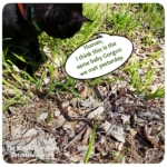 Gus finding snake in grass