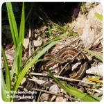 close up of snake coiled up