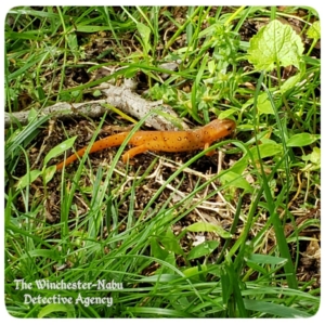 red-eft stage eastern spotted newt