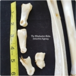 small bones of the jersey devil-deer skeleton
