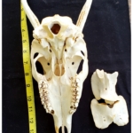 skull and vertebrae bones of the jersey devil-deer skeleton