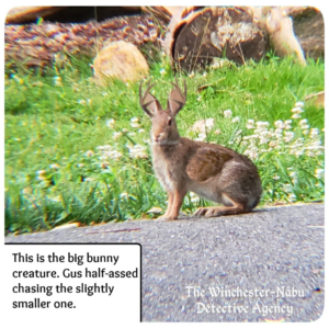 bunny rabbit wolpertinger