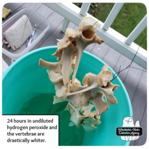 skeleton bones in bucket
