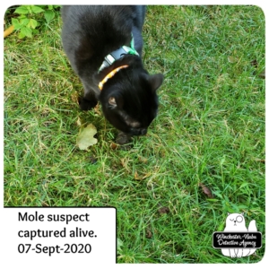 Gus captures mole