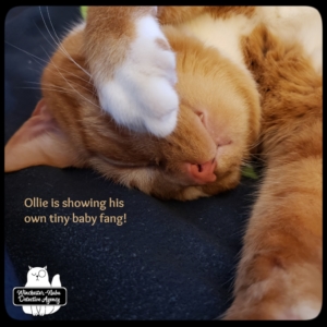 Oliver sleeping