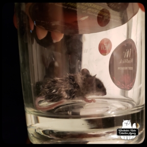 mouse in jar