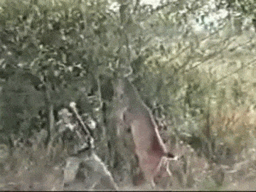 deer vs hunter