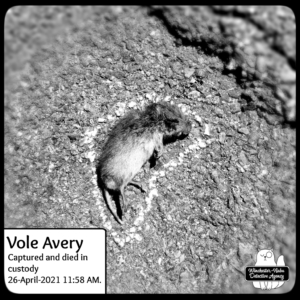 dead vole on ground in chalk outline