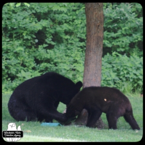 black bear mother and cub