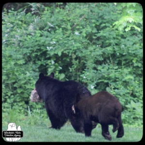 black bear mother and cub