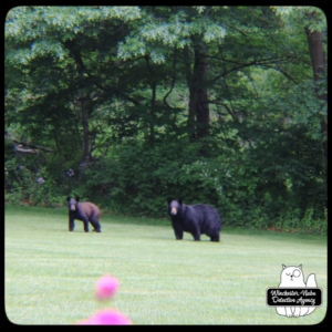 black bear mother and cubs