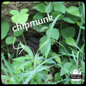 chipmunk Chipcent Donofrio