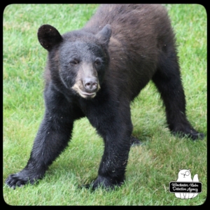 bear volkolak cub