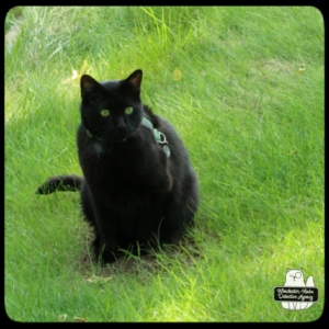 black cat Gus
