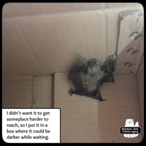 big brown bat in box