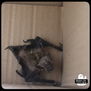 big brown bat in box