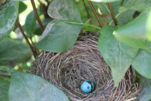 bird nest egg robin