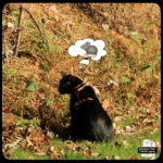 Gus hunting vole