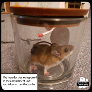 mouse in jar