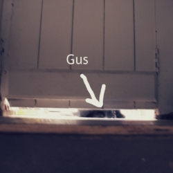 cellar Gus