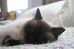 Caico on bed