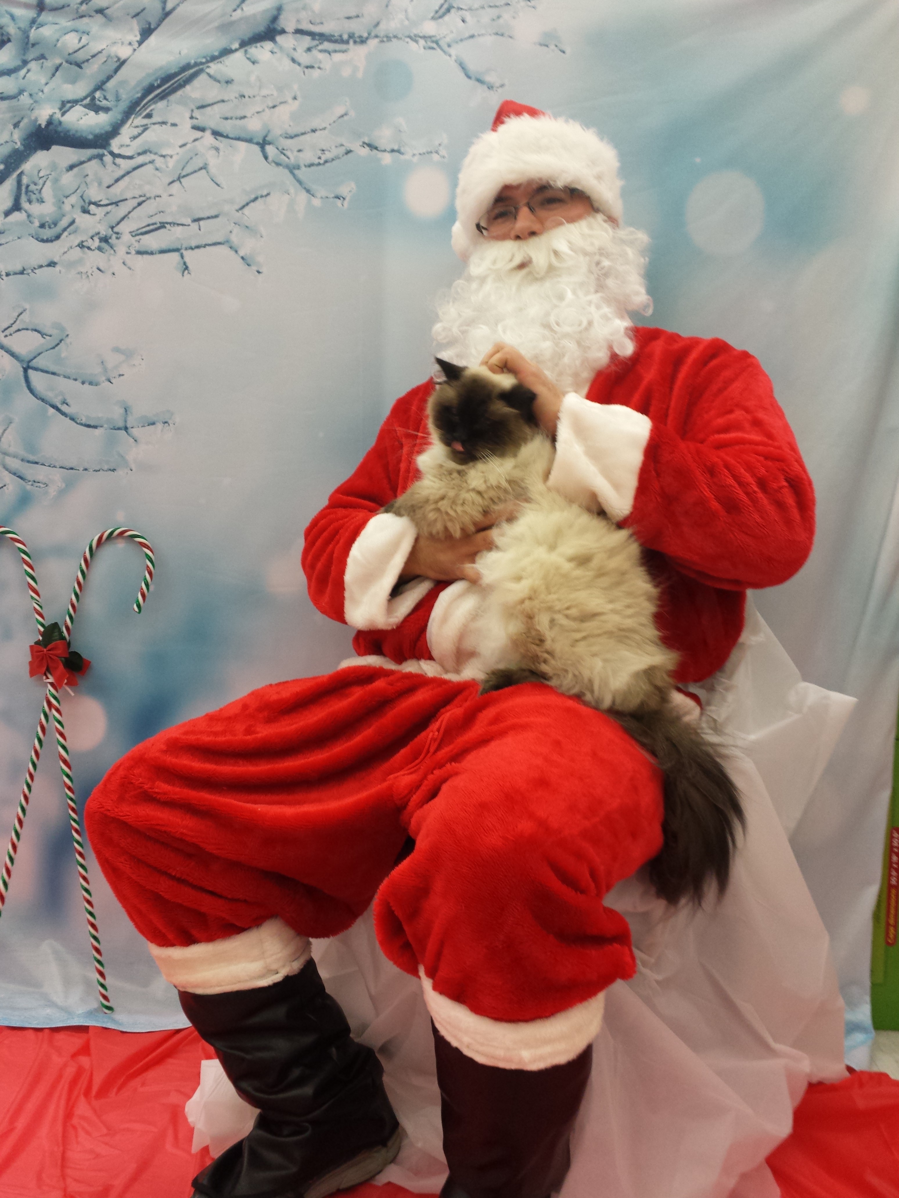 2014 caico santa petco Amber Unmasked