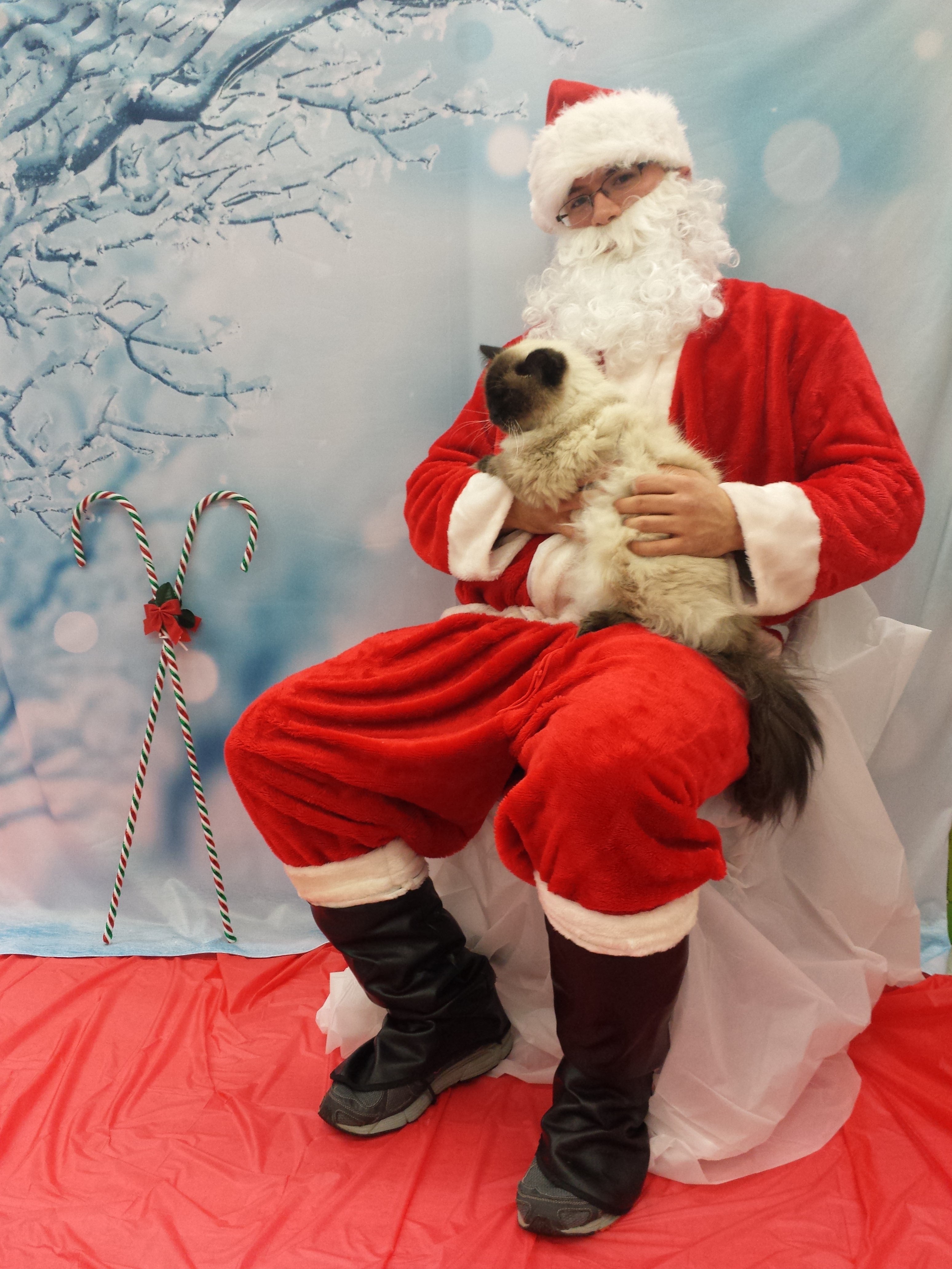 2014 caico santa petco