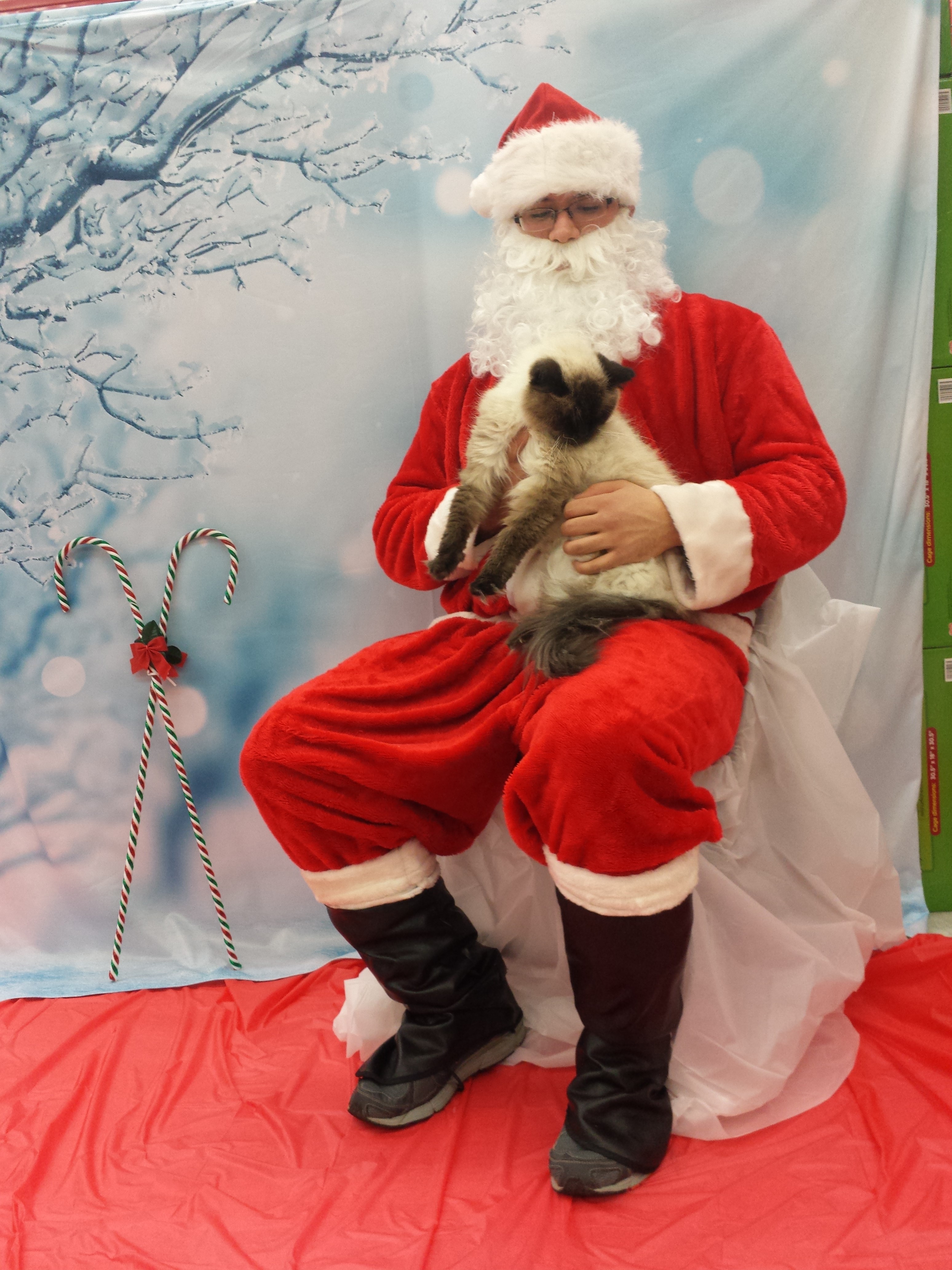2014 caico santa petco