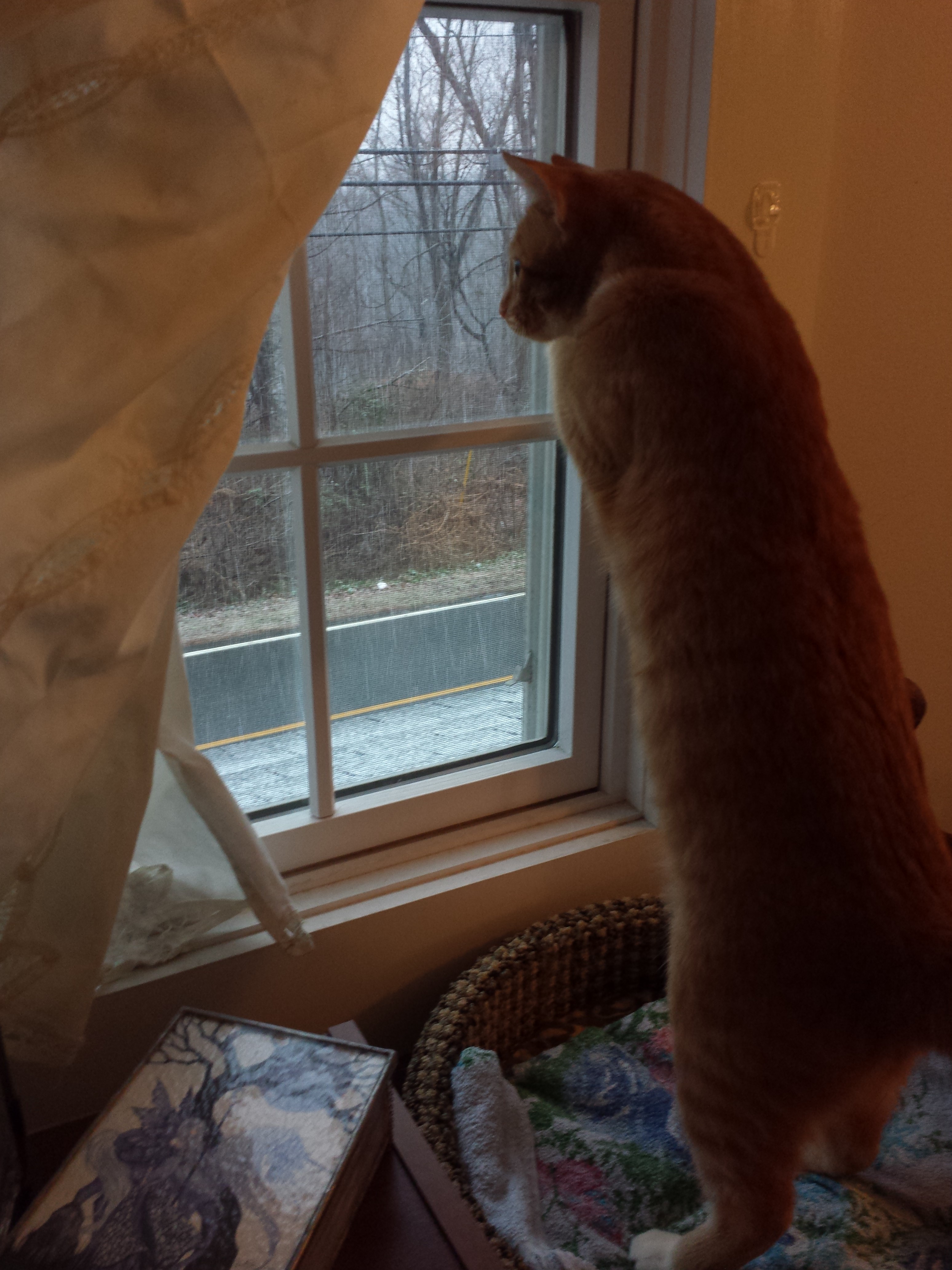 ollie_firstsnow_112614 (5)