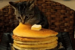 Cat-eating-a-pancake-GIF