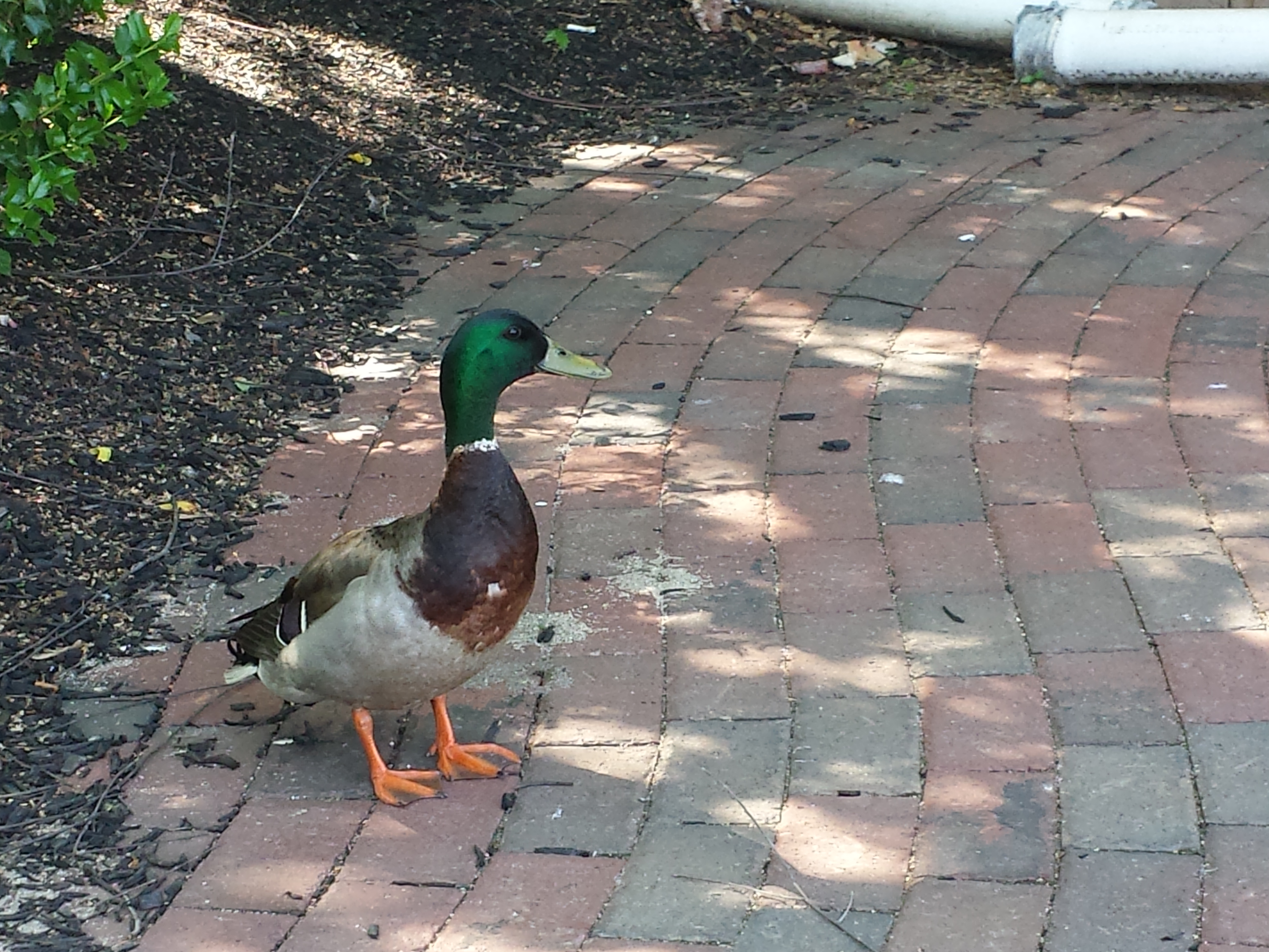 caico new hope ducks (12)