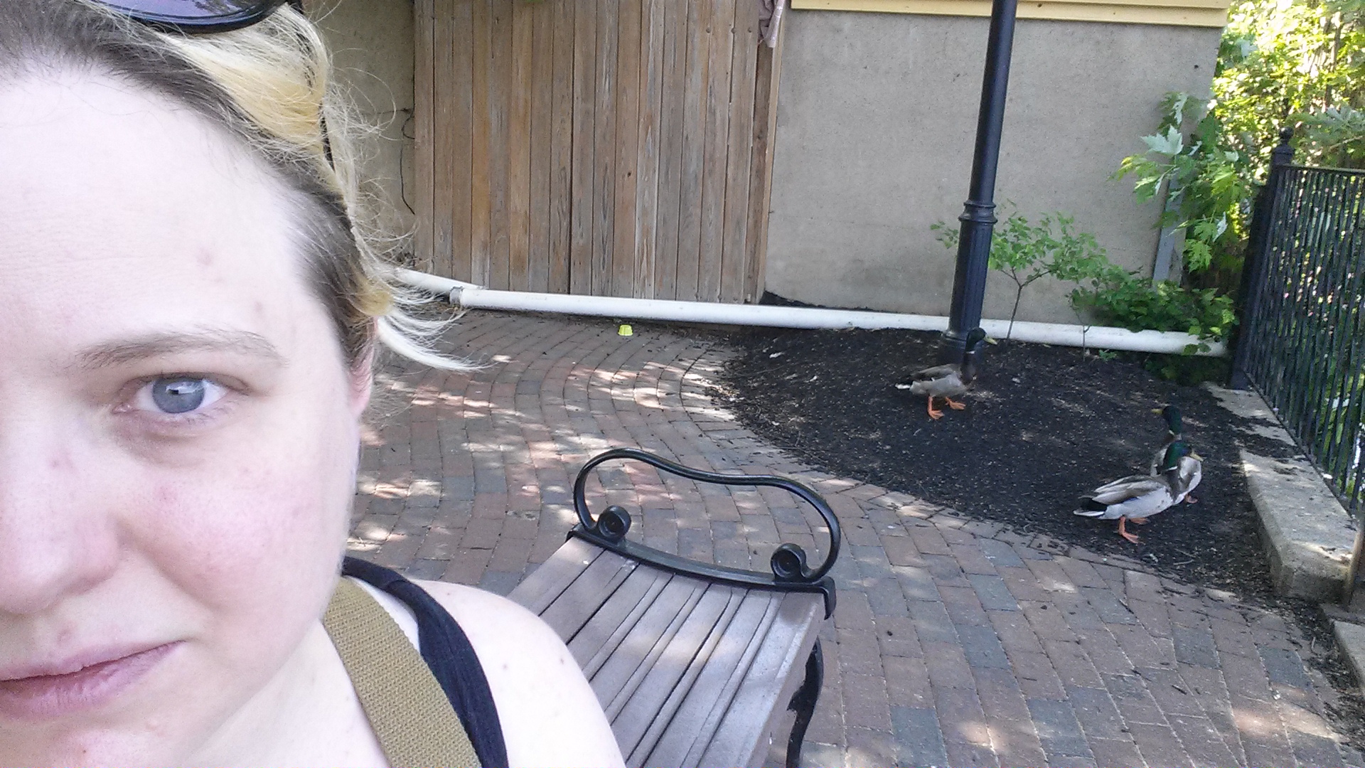 caico new hope ducks (17)