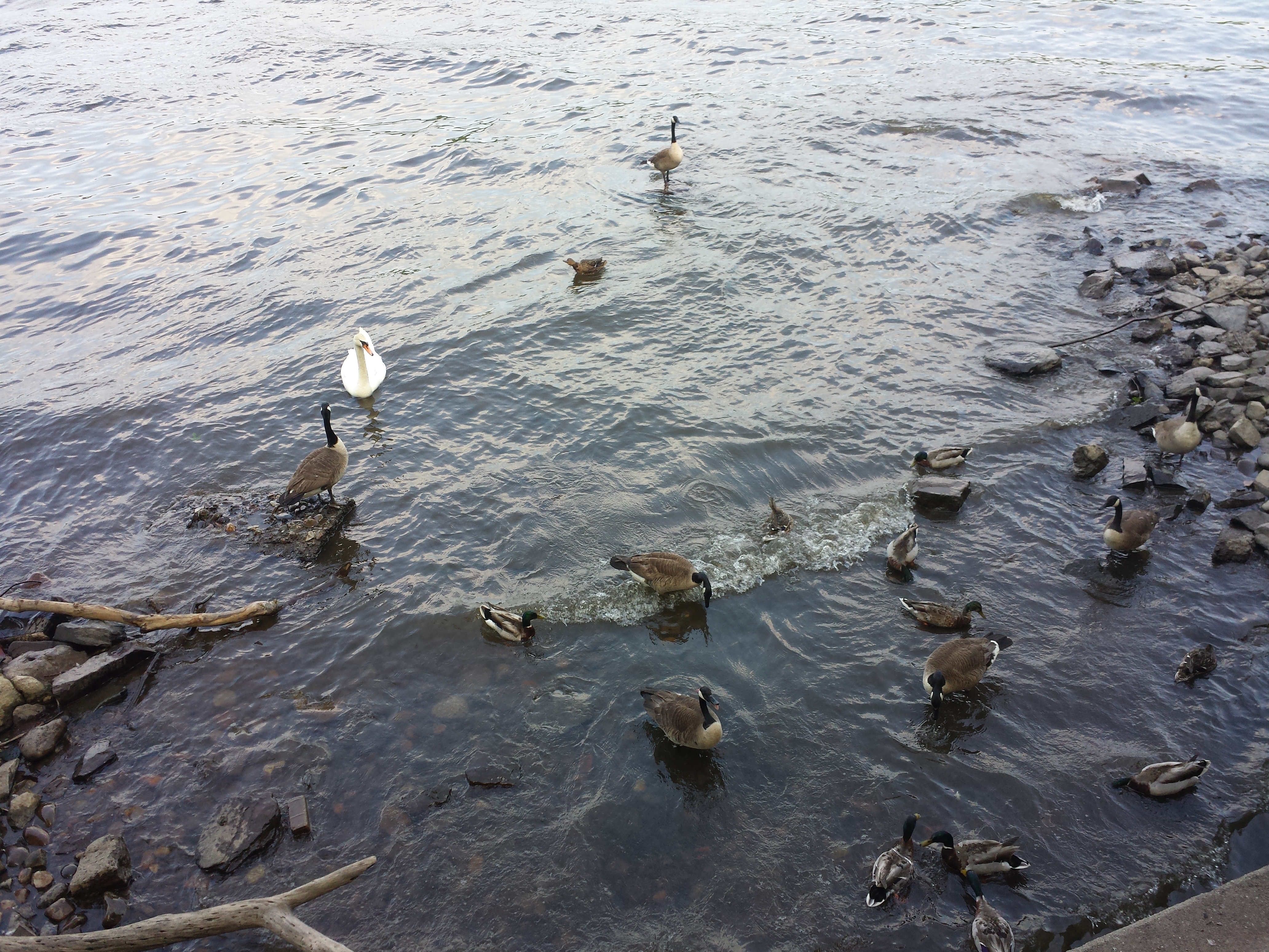 caico new hope ducks (18)