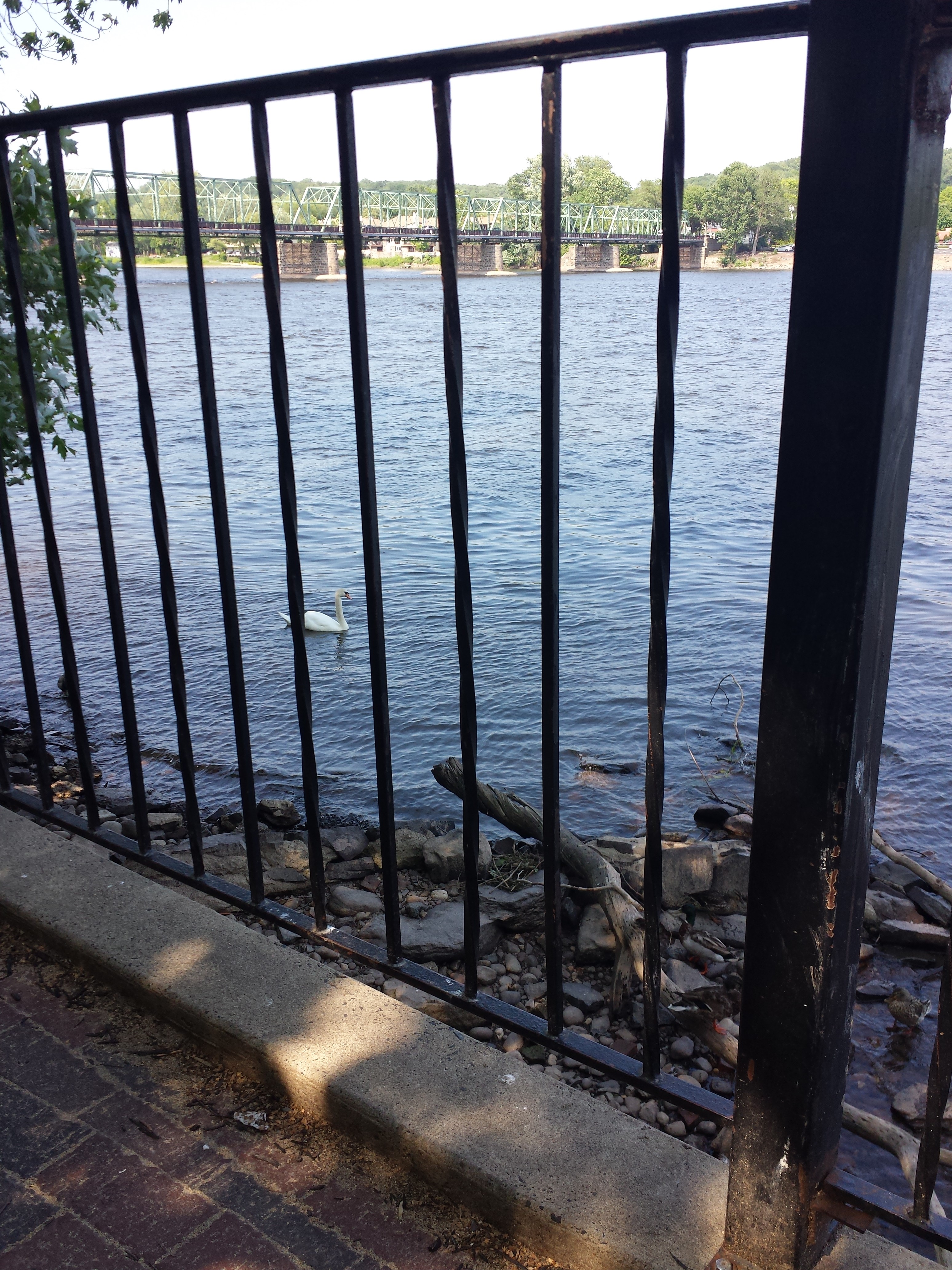 caico new hope ducks (2)