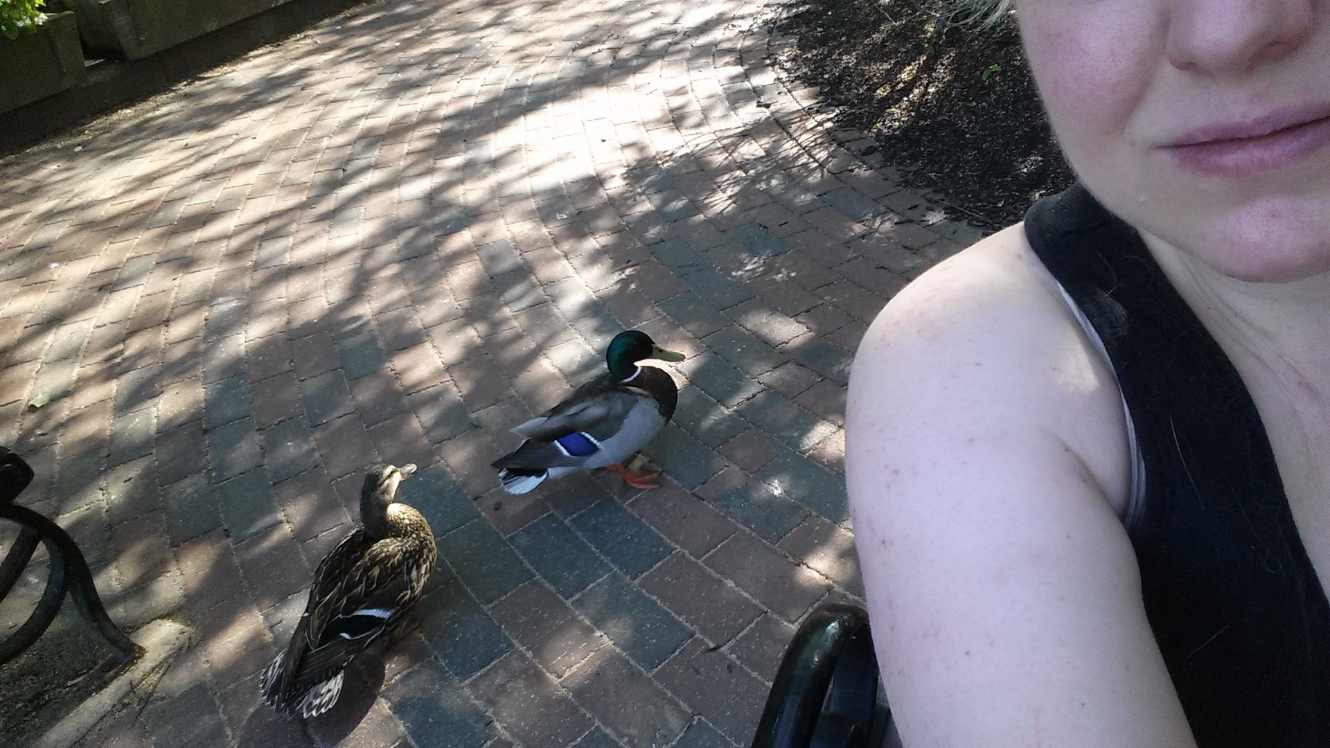 caico new hope ducks (21)