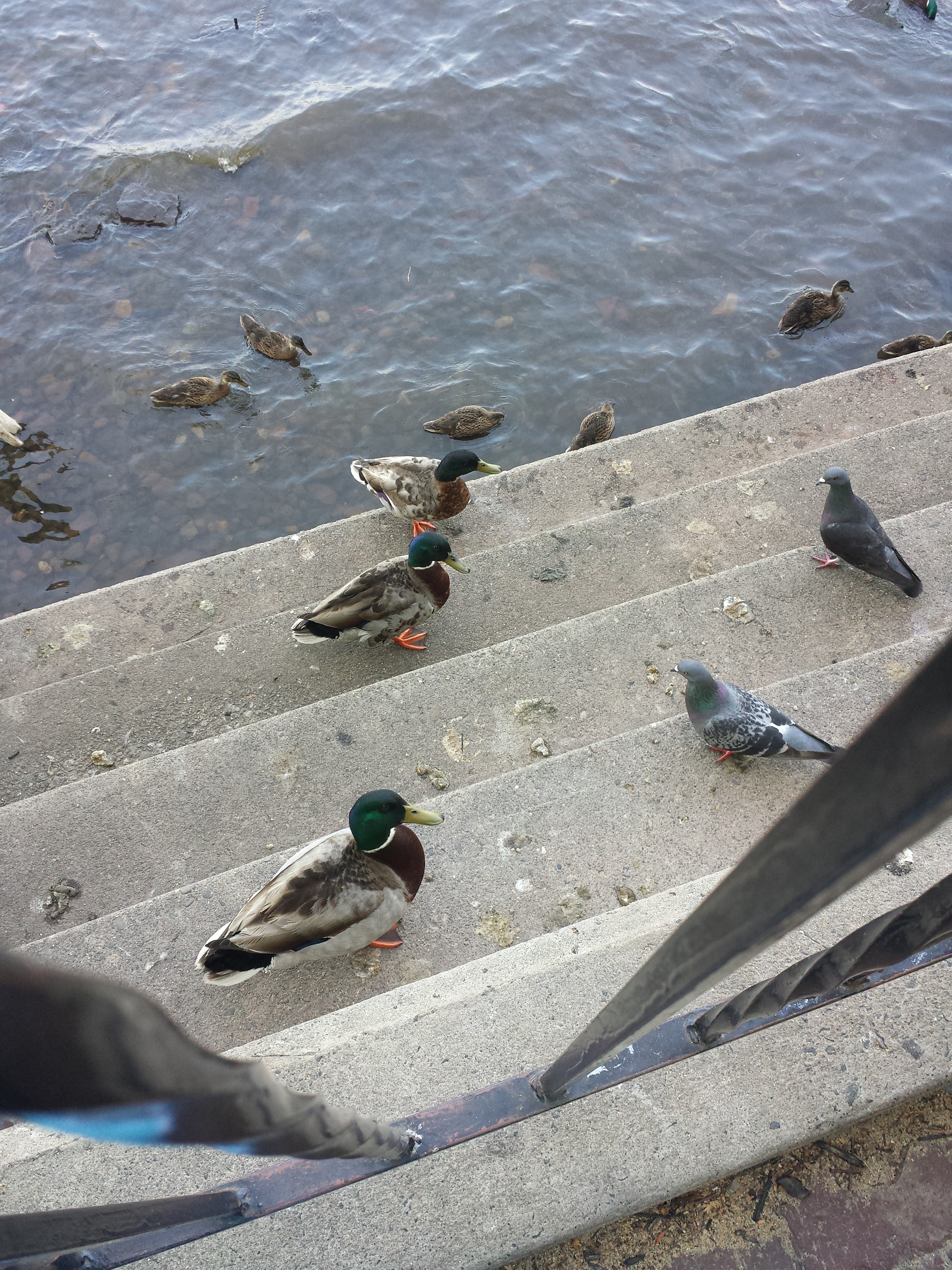 caico new hope ducks (25)