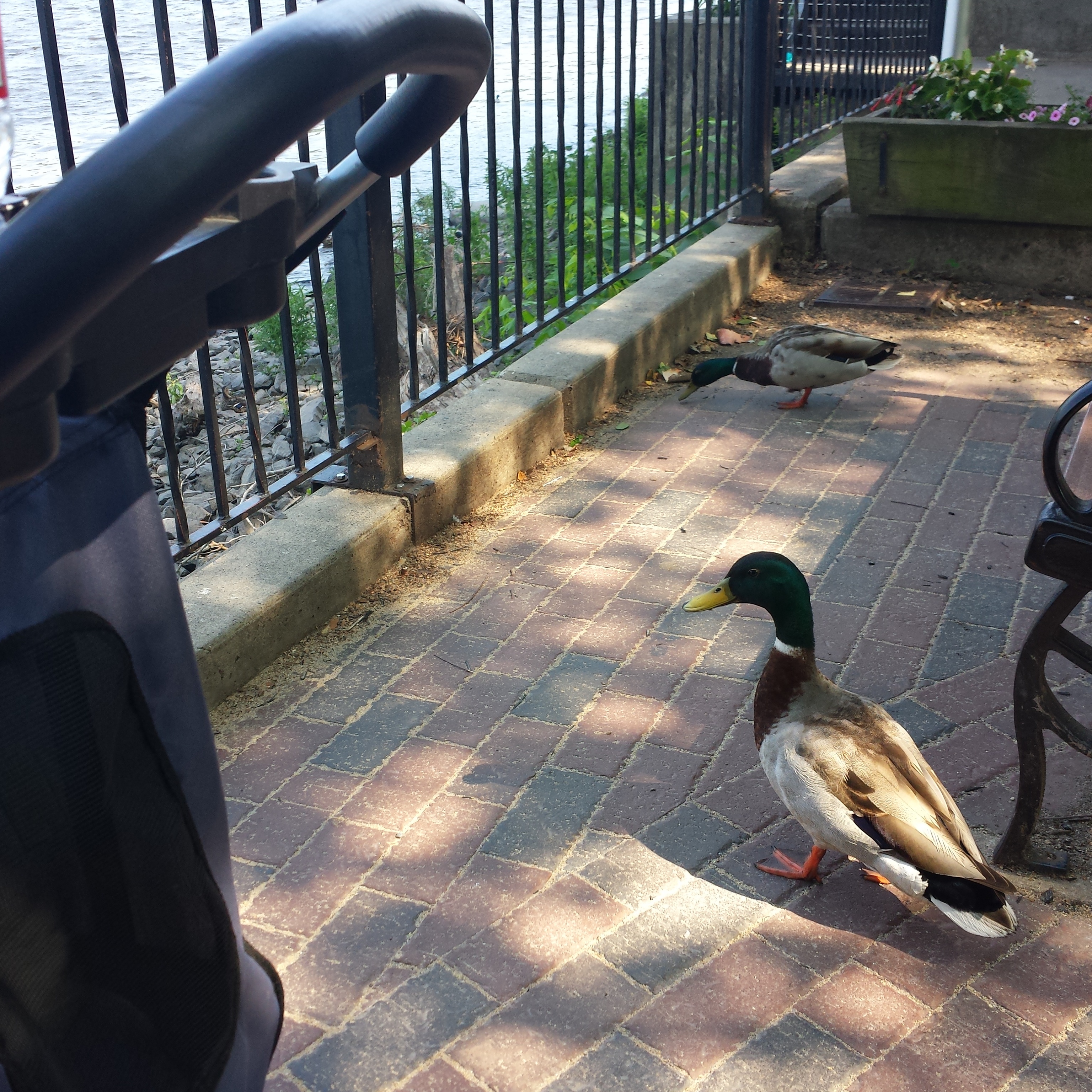 caico new hope ducks (28)