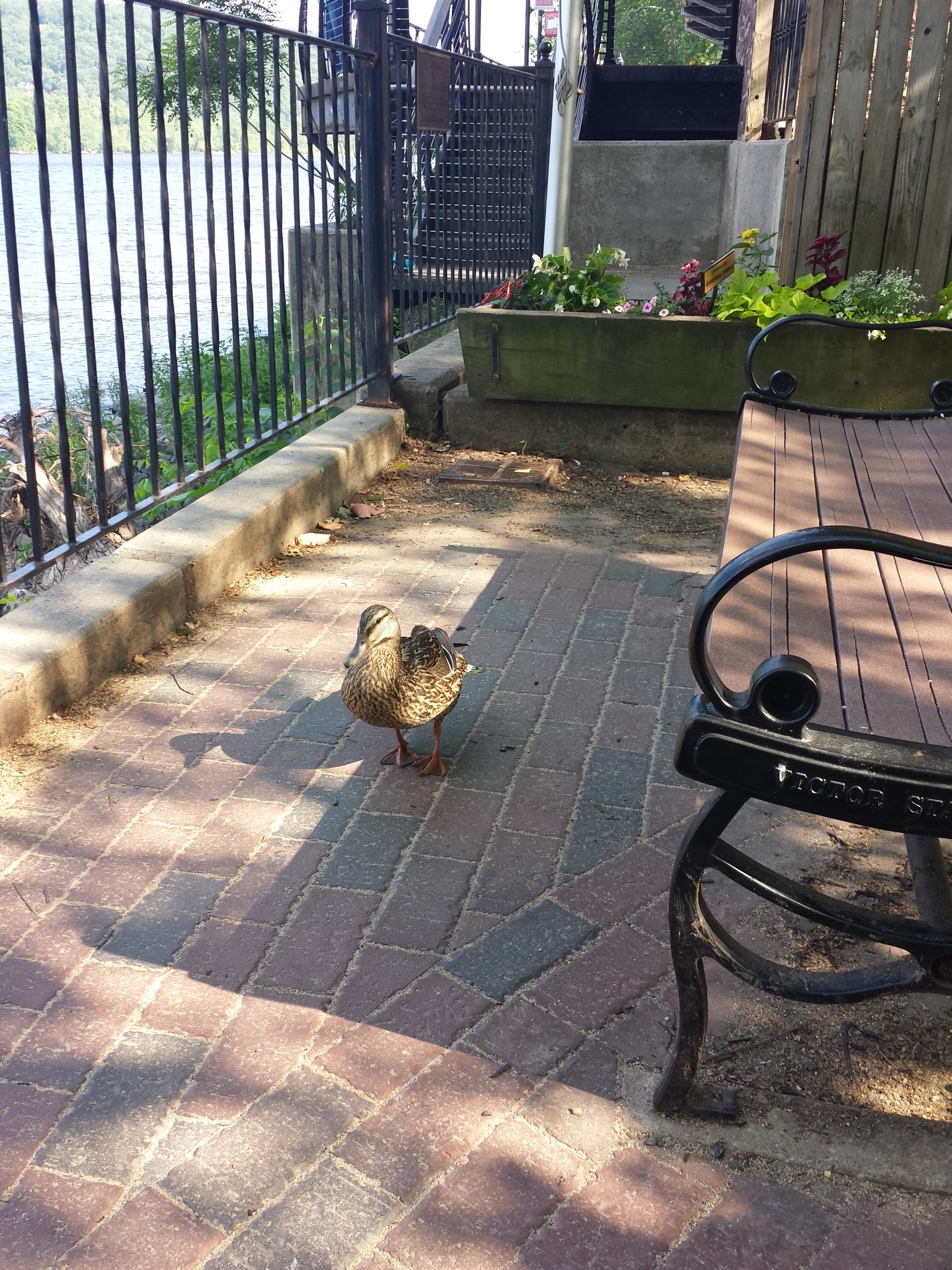 caico new hope ducks (40)