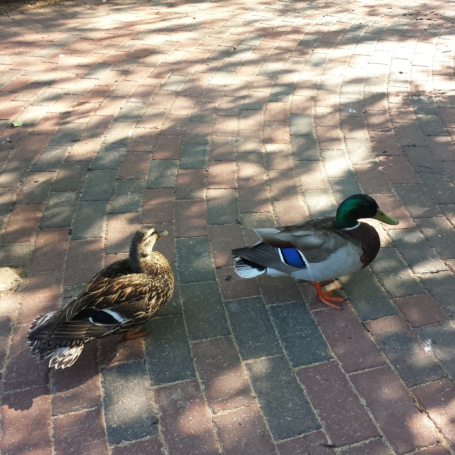 caico new hope ducks (43)